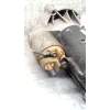 Recambio de motor arranque para peugeot 406 (8b) 2.0 hdi 110 referencia OEM IAM 12G00381DS 99 12G0381DSV