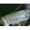 Recambio de despiece motor para bmw x5 (e53) 3.0d referencia OEM IAM 306D1 24795042 BOSCH