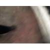 Recambio de paragolpes trasero para volvo v70 ii (285) d5 referencia OEM IAM FAMILIAR  