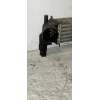 Recambio de intercooler para seat ibiza sc (6j1) copa referencia OEM IAM   