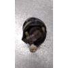 Recambio de faro antiniebla derecho para nissan almera tino (v10m) 2.2 dci diesel cat referencia OEM IAM   