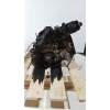 Recambio de bloque para opel antara cosmo 4x4 referencia OEM IAM Z20S 20CDTI 2006