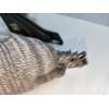 Recambio de retrovisor izquierdo para volvo c70 coupe 2.3 turbo cat referencia OEM IAM   ELECTRICO