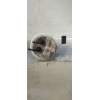 Recambio de bomba combustible para lancia delta (181) gold referencia OEM IAM 51821294 0580200011 