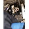 Recambio de elevalunas trasero derecho para seat alhambra (710, 711) 2.0 tdi referencia OEM IAM 7N0843700C 5P 2010