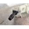 Recambio de mando luces para renault megane iii berlina 5 p business referencia OEM IAM 255670019R  2012